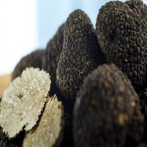  Fresh Season Truffles For Sale -  yeast fungus we are a company that collect wild harvested season truffles from serbia,  and we are looking to find buyers (distributors) from europe,  or north america. we collect tuber aestivum,  macrosporum,  magnatum,  brumale,  and borchii. we pack truffles in specialized boxes with isolation. shipping is usually 