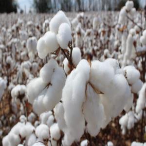  Cherche Des Balles De Coton Pour Achat - conditionnement achat balle de coton  pour la france  et europe   avec livraison  par bateau  contenairs  serieux  pour usine  textile  filature   entreprise coton  