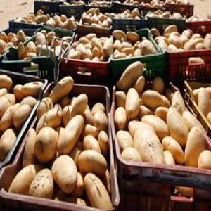  Pomme De Terre - fruits et légumes pour le pomme de terre c'est a 300 le kg for the--approvisionnement allant de 50 tonnes par semaine a 500 mt par mois corporation emile et issa