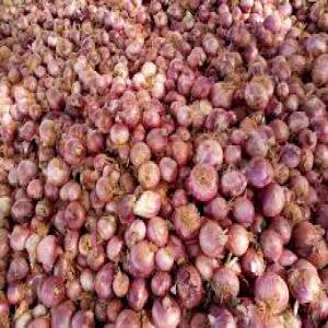  Oignon - fruits et légumes bonjour disposant de champs d'oignon de 600 hectare je vous proposes un offre de prix intéressant a 275 fcfa le kg exw thies et pour le tonnage le coût est négociable a vous clavier et merci cordialement saliou emile fall inco issa wade
