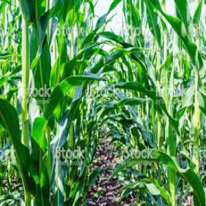  Agro-alimentaire - fruits et légumes nous sommes propriétaire,  nous avons tous ce qui en stock et emballer- légumes,  fruits,  fres et sec et des produit agro-alimentaire,  nous cherchons des clients et des partenaires à étranger en agro-alimentaire .--