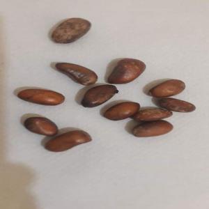  Graines De Bourrage Disponible - semence graine plant nous disposons d'un stock de graines de bourrage disponible pour de plus amples informations prière de me contacter 