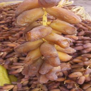  Vente De Datte Daglat Nor - fruits et légumes je mis au vente une quantit&eacute; de datte 'deglat noor' sahariennes d'alg&eacute;rie avec des prix concurrentiels ,  quantit&eacute; minimum 1 tonne