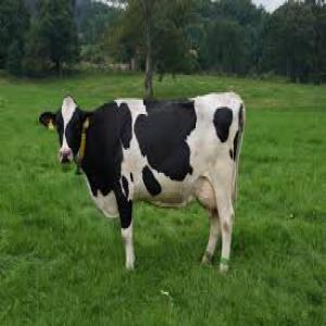  Vache Laitières - animaux vivants je cherche à acheter des (vache laitières, génisse,  des veaux) en europe pour l’algérie. n'hésitez pas à mon contacter,   