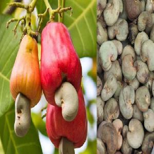  Anacade Brut, Et Décortiqué. Café, Cacao En Stock - café cacao thé bonjour,  l'entreprise opere dans le négoce de commodité. nous commercialisons  l'anacard brut et décortiqué,  le café,  cacao brut et d'autres produits agricoles . nous faisons appel à les potentiels clients acheteurs ou fournisseurs ou partenaire de nous cont