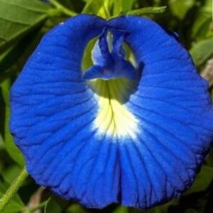  Graines De Clitoria Ternatea Dits Pois Bleu - semence graine plant nous disposons actuellement de 480 grammes de graines de clitoria ternatea appelés également pois bleu,  soit l'équivalent d'environ 7000 graines.----le produit se trouve actuellement en france.---- emballage soigné,  les frais  d'envois sont gratuits pour la france,  &agrav