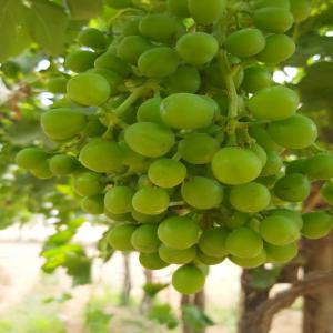  Raisin - fruits et légumes spécifications requises---1- le diamètre du raisain 17 mm ou plus--2- le pourcentage de sucre 17 et plus--la ferme possède les documents requis,  qui sont--- global gab et certificat de codage également--3- la ferme a exporté du raisin en europe depuis 3 ans--4- nou