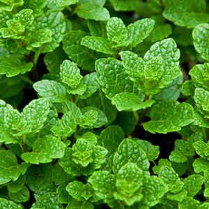  Recherche De Clients En Europe - fruits et légumes je suis un producteur de la menthe fraîche,  et persil ,  coriandre  précisément à la région de  fès-meknès maroc ,  je travaille sous les normes,  je suis à la recherche de clients,  en europe (france ou autr pays) merci de me contacter (...) ...--a