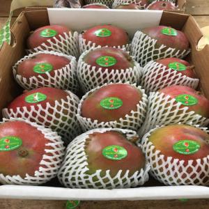  Vente Mangues Avion Bio Origine Côte D'ivoire - fruits et légumes direct producteur vend mangues kent bio direct producteur.--certificat ecosert--avion ou container maritime--prix fob abidjan--si souhaité organisation du transport avion ou bateau au frais de l'acheteur--avion possibilité   port du --