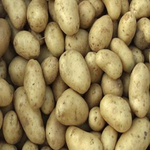  Pommes De Terre Irlandaises Fraîches - semence graine plant nous sommes engagés dans le commerce,  la fourniture et la vente en gros d'une large gamme de pommes de terre fraîches. en raison de sa qualité et de sa fraîcheur supérieures,  ces pommes de terre sont très demandées par divers clients. ceux-ci proviennen