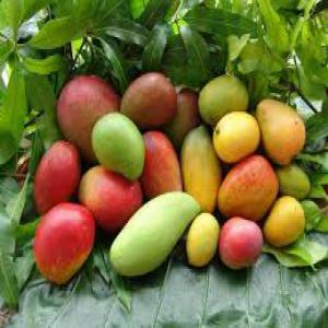  Denrées Fruits Et Légumes De Cote D'ivoire - fruits et légumes bonjour,  nous sommes une société française dans l'agro alimentaire . nous pouvons fournir des denrées ,  fruits et légumes  provenant de cote-d'ivoire - banane plantain ,  mangue  fraîche et séchée ,  ananas ,  noix de cajou ,  igname , attiék&