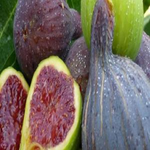  Common Fig - fruits secs et graines grillées bonjour je suis fournisseur de common fig de ann&eacute;e 2020 a partir d&eacute;but de mois juillet --le fig de tunisie de petit village  djebba . le produit de fig de djebba--- tr&egrave;s bon qualit&eacute; 