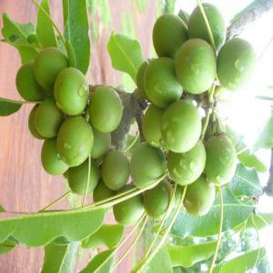  Beurre De Karité Bio Et Miel Pur Du Burkina Faso - matières grasses nous disposons d'un important volume de beurre karité bio et du miel pur et sommes à la recherche de clients pour un partenariat durable. --vous avez la possibilité de demander un certificat bio de notre beurre.--nous avons les meilleurs rapport qualité prix donc n'h&eacu