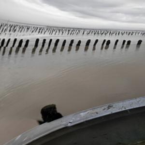  Moules - coquillage crustacé bonjour producteur vend des moules de bouchot et de corde de tres bonne qualite ;conditionnement 1kg;2kg;5kg;10kg;15kg.prete a cuire ou traditionnel cordialement