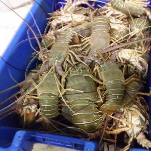  Mauritanie: Exportation Régulière De Poissons - poissons bonjour,  nous approvisionnons les 4 coins de la mauritanie depuis une décennie. aujourd'hui nous nous lançons l'exportation en grandes quantité de poissons (crabes,  poulpes,  céphalopodes,  et poissons démersaux comme courbines,  dorades,  soles,  capitaine,  mulet,  tass