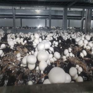  Champignon Parisienne - champignon levure nous somme une entreprise sp&eacute;cialis&eacute;e dans la culture des champignons cultiv&eacute;s,  avec une exp&eacute;rience de 17 ans de service,  nous travaillons sur les vari&eacute;t&eacute;s - champignon de paris,  et les pleurotes,  et cela avec des moyens locaux,  et avec une m&eacute;thode bi