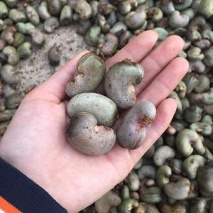  Producer And Exporter Of Raw Cashew Nuts - roasted seeds and nuts producer and exporter of raw cashew nuts from africa--origin- benin--number of nuts- between 170 and 200 nuts / kg--basic output- between 50 and 56 lb--foreign material- 1.5% max.--humidity- 8% max.--float rate- 10% max.--total defective- 5% max.--cashew nut color- natural and fresh--jute bag 80kg--
