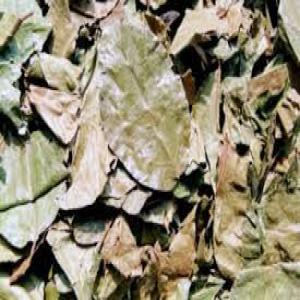 Feuilles Sechees De Kinkeliba Moringa Et Autres - fruits secs et graines grillées bonjour,  --nous commercialisons les feuilles de kinkeliba séchées ,  plante atypique  d'afrique aux  immenses vertus . --le kinkeliba est réputé pour ses propriétés diurétiques,  dépuratives et digestives. il est parfois recommandé en acco