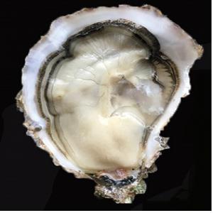  French Oysters Exportations - crustacean shell we export “fine” and “special” oysters with sizes running from 4 to 0.--the oysters are grown in beautiful and rich water of the atlantic ocean (brittany and in the south west of france).--our french oysters are available for wholesale purchases for distributors,  restaurants and markets throughout t