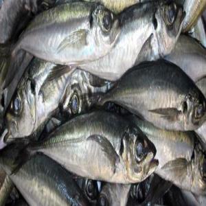  Poissons Congelés Vendre - poissons bonjour,  monsieur/madame--nous sommes une entreprises marocaine spécialisée dans les poissons congelés,  nous offrons une gamme qui se compose par des produits suivants-----1-céphalopodes-	--1-1- calmars 	--1-2- poulpes--1-3- seiches----2-pélagique--- 2-1- anchois--
