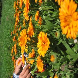  Fleurs De Calendula Orange Séchées Biologiques - matiere vegetale fleurs de calendula officinalis-variété orange seulement- ( erfuter,  alpha ou calypso orange)  séchées certifiées biologiques -récoltées en 2020- 50 kilos-ou plus