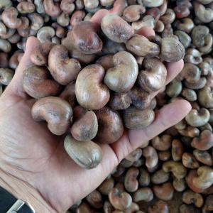  African Raw Cashew Nuts Exporter - roasted seeds and nuts origin- benin--number of nuts- between 170 and 200 nuts / kg--core output- between 50 and 56 lbs--foreign material- 1.5% max.--humidity- 8% max.--float rate- 10% max.--total defective- 5% max.--cashew nut color- natural and fresh--jute bag 80kg--26 ton / 40 feet containers (325 bags)--minimum order-