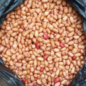  Arachide - fruits secs et graines grillées nous disposons d'arachide a grande production .--nous recherchons des clients intéressés pour l'achat .--type d'arachide - roux ,  rouge ,  rond et long ----prix fob - 738, 54 $ / tonne --prix cfr - 1148, 84 $ / tonne ----nous livrons partout au monde .--contactez nous en privé pour