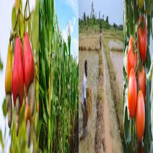  Espace Agricole De Plus De 200 Hectares Exploit - matiere vegetale espace pour la production vivrière et maraîchère. possibilité de fourniture de 5000 tonnes de noix de cajou