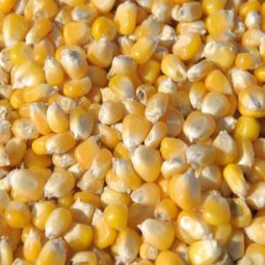  Maïs - fruits secs et graines grillées nous disposons de maïs en saison de récolte .----meilleur prix fob et cfr .----nous pouvons vous fournir en grande quantité pendant une longue période .----intéressé veuillez nous laisser vos commandes en email privé pour obtenir un devis ----