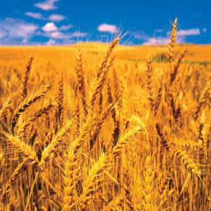  Are You Buyer - cereals we have at our disposal a large quantity of cereals,  and we are currently looking for buyers to supply at a good price/ton. in case you are looking up for a supplier,  