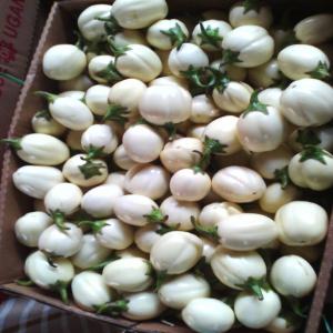  Supplier For African Vegetables - fruits et légumes hello dear customer, ----we are a wholesaler of fresh vegetables in belgium. we precure vegetables and fruits from around the world and have them available for retailers and wholesalers. our catalogue includes,  american/indian okra,  ugandian avocado,  sweet potato,  eggplants,  habenaro hot pepper and,  