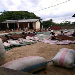  Vente Du Cacao, Café,( Exportation) - café cacao thé nous faisons la production du cacao,  café en grand quantité ici à madagascar. nous cherchons des acheteur avec de bonne prix 