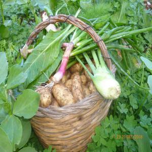  Champignon Des Grottes - champignon levure un villageois dans les hauteurs de la kabylie ,  une zone connue par la la production des olives et champignons en ere fran&ccedil;ais comme apr&egrave;s l'ind&eacute;pendance ,  on aimerai bien se lancer dans l'exploitation des grottes pour la culture des champignons de bonne qualit&eacute; pour des 