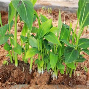  Pépinière De Banane Plantain - semence graine plant bonjour, --je suis à la recherche d'un fournisseur de pépinière de banane plantain pour une production d'un hectare. --merci