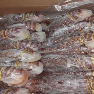  Vente De Langouste Cola Rouge Congelé - poissons bonjour,  je dispose de 70 cartons de langouste cola rouge comme sur la photo.--n'hesitez pas à me contacter.