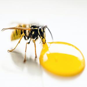  Miels Rares Gros Et Semi Gros - produits sucrés nous fournissons en petite et grande quantité miels rares tels que - miel de rhododendron du népal (mad honey) avec et sans toxine,  miel de jujubier (sidr maliki) du yémen,  miel de soumour du yémen,  miel de manuka de nz,  miel blanc de safoin du kirghizistan etc..--situ&ea