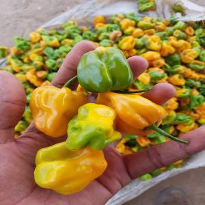  Piment Big Sun Original - fruits et légumes nous vendons du piment big sun au s&eacute;n&eacute;gal. --disponible &agrave; touba --quantit&eacute; de 100 &agrave; 1 tonne par semaine  du 10 juin au 10 octobre 2020--2 500 fcfa /kg 