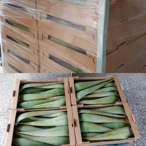  Feuilles D'aloe Vera Eco Mediterranée - autres sur les rives de la méditerranée,  nous avons une ferme écologique qui produit de l'aloe vera de haute qualité à des prix très compétitifs. production artisanale d'une entreprise familiale. respectueux de l'environnement et de nos clients. nous distrib