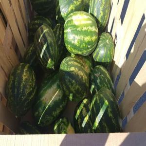  Offre De Pastèque Et L'orange Origine Maroc - fruits et légumes nous pouvons vous offrir des past&egrave;que  et des oranges origine maroc.--bonne qualit&eacute; et meilleur prix.--