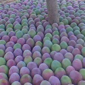  Importateur Mangue - fruits et légumes je cherche un partenaire pour faire une campagne de mangue. je me base à dakar depuis 2010,  avec une capacité de livraison de 3 container par semaine.