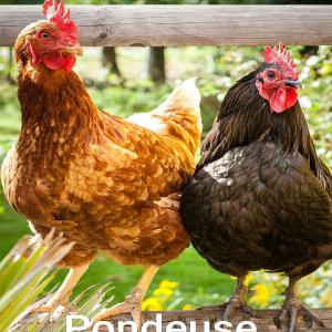  Recherche Poule Pondeuse - animaux vivants recherche poule pondeuse vivante age entre 18 et 24 semaines vacciné en grosse quantité soit avec livraison ou un rendez vous sur un points de réception à mètre en accord --cordialement 