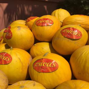  Melon Jaune Canaris Maroc - fruits et légumes melon jaune canaris maroc.--grand calibre.--pour l'export.--mode de paiement - tt.--50% avance.--50% cad.----