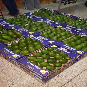  Avocado Hass Origine Kenya - fruits et légumes avocado hass origine kenya disponible.--pour l'export.--tous les calibres.--mode de paiement - tt.----pour les pays européens - lc bank premier ordre.----