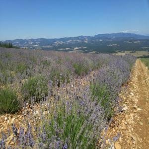  Huile Essentielle De Lavande Fine Bio - huiles bonjour,  nous sommes producteurs d'huile essentielle de lavande fine bio et aop dans le luberon en provence. notre r&eacute;colte est disponible &agrave; partir du mois de novembre chaque ann&eacute;e,  et nous la proposons sous diff&eacute;rents format allant de 1kg &agrave; plus de 100kg. ----r&eac