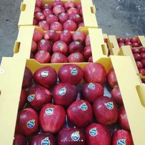  Red And Green Apples For Export.. - fruits and vegetables we are selling all types of apples best quality to asian,  african countries such us congo,  cote ivoire,  cameroon, nigeria, tanzania, morocco,  uganda, benin,  togo and many others country contact us for more information thank you 