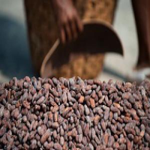  Fèves De Cacao Grade - café cacao thé fondée en 2006,  dans la région de nawà,  notre coopérative agricole s’étend sur 150 km autour de méagui,  côte d’ivoire.--depuis plus de 14 ans,  elle concentre son activité sur la collecte et la commercialisation de fèves de cacao forestoro