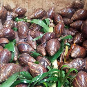  Live African Giant Snails - feed we sell the biggest and most healthy african giant snails that you can ever imagine. this product is good for snail lovers,  snail pet keepers,  snail serum cosmetic product,  also snail cavair and many more. we deliver your package to you in duly stipulated time frame.