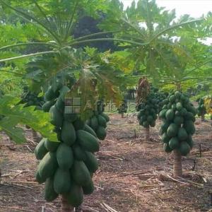  Recherche Graine Plant De La Variété Red Royal - semence graine plant je suis la production  et la vente de plants fruitier et suis intéressé  par le papayer  (red royal)  pour une productio et la commercialisation  de cette variété  naine