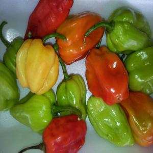  Piment Vert Bio - fruits et légumes doc agro revient vers vous après 2 ans de travail acharné pour vous sortir du piment vert bio en grande quantité. veuillez me contacter pour plus de renseignements. je dispose également d'une grande quantité de mangues de type  kent sénégal  (ré