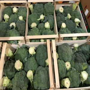  Brocoli Parthenon De Marrakech! - fruits et légumes je suis un producteur agricole de marrakech maroc. je produis une très bonne qualité de brocoli parthenon. la récolte commence en novembre et s'achève en fin février,  pour un total de plus de 100 tonnes,  échelonnés tout au long de cette période